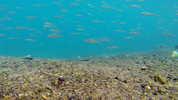 Ocean Tracking Network, 2015